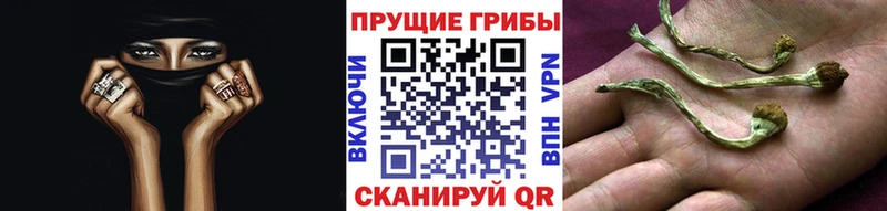 Псилоцибиновые грибы Magic Shrooms  kraken как зайти  Карачев 